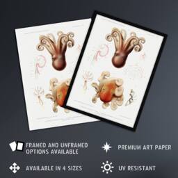 "Artery8 Octopus Marine Life Study Albert I Framed Wall Art Print in White - Size: W12"" x H16""" - thumbnail 2