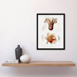 "Artery8 Octopus Marine Life Study Albert I Framed Wall Art Print in White - Size: W12"" x H16""" - thumbnail 4