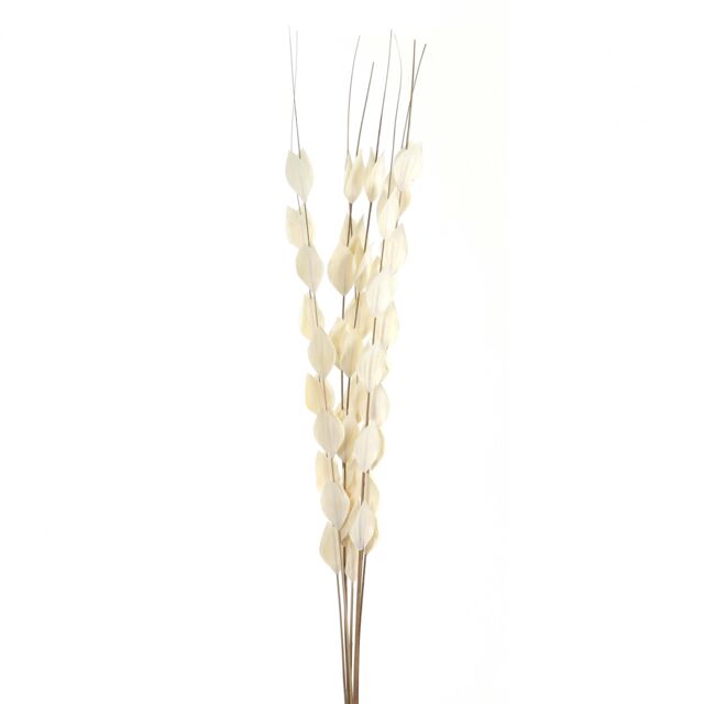 Hill Interiors Bouquet Of Dried Thlaspi Arvense Artificial Flower in White - image 1