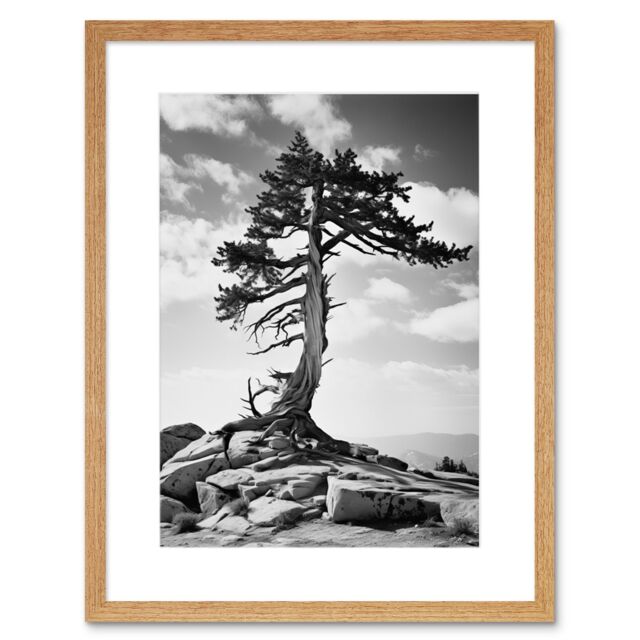 "Artery8 Wall Art Print Weathered Jeffrey Pine Standing on a Rocky Hill Black & White Photograph Lone Tree Artwork Framed 9X7 Inch - Size: W7"" x H9""" - image 1