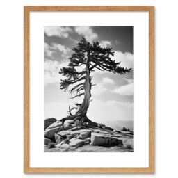 "Artery8 Wall Art Print Weathered Jeffrey Pine Standing on a Rocky Hill Black & White Photograph Lone Tree Artwork Framed 9X7 Inch - Size: W7"" x H9""" - thumbnail 1