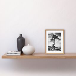 "Artery8 Wall Art Print Weathered Jeffrey Pine Standing on a Rocky Hill Black & White Photograph Lone Tree Artwork Framed 9X7 Inch - Size: W7"" x H9""" - thumbnail 2