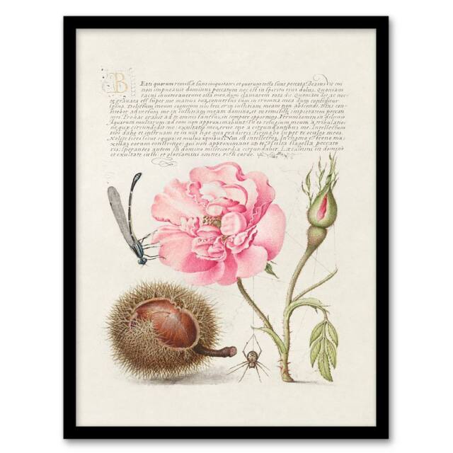 Artery8 Model Book of Calligraphy Framed Wall Art Damselfly Rose Chestnut Spider in White - Size: A4 - image 1