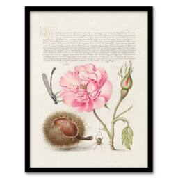 Artery8 Model Book of Calligraphy Framed Wall Art Damselfly Rose Chestnut Spider in White - Size: A4 - thumbnail 1