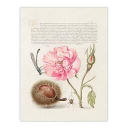 Artery8 Model Book of Calligraphy Framed Wall Art Damselfly Rose Chestnut Spider in White - Size: A4 - thumbnail 3