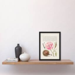 Artery8 Model Book of Calligraphy Framed Wall Art Damselfly Rose Chestnut Spider in White - Size: A4 - thumbnail 2
