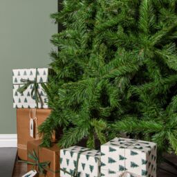 Samuel Alexander 6ft (1.8m) Luxury Kateson Fir Christmas Tree in Green with 816 tips - thumbnail 3