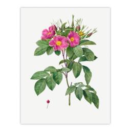 Artery8 Pierre J Redoute Framed Wall Art Vintage Carolina Rose Illustration in White - Size: A4 - thumbnail 3