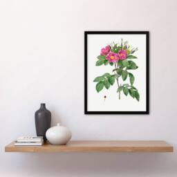 Artery8 Pierre J Redoute Framed Wall Art Vintage Carolina Rose Illustration in White - Size: A4 - thumbnail 2