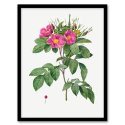 Artery8 Pierre J Redoute Framed Wall Art Vintage Carolina Rose Illustration in White - Size: A4 - thumbnail 1
