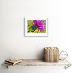 "Artery8 Wall Art Print Scottish Thistle Flower Vibrant Framed in White - Size: W7"" x H9""" - thumbnail 2