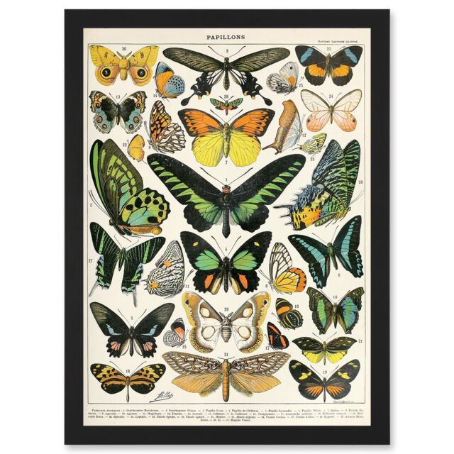 Artery8 Moths Butterflies Lepidopterists A4 Artwork Framed Wall Art Print in Black - image 1