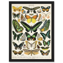 Artery8 Moths Butterflies Lepidopterists A4 Artwork Framed Wall Art Print in Black - thumbnail 1