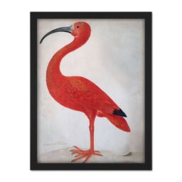 "Artery8 Wall Art Print Merian Scarlet Ibis With Egg Nature Bird Painting Large Framed Wall Décor Art in Black - Size: W18"" x H24""" - thumbnail 1