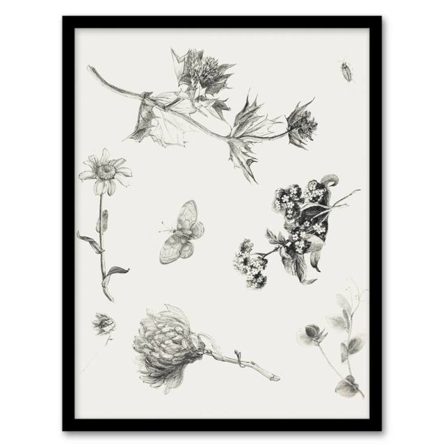 Artery8 Flowers Leaves Butterfly Drawing Vintage Framed Wall Art Print Hoytema in White - Size: A4 - image 1