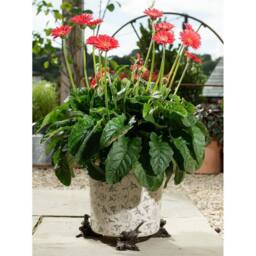 Jardinopia Bronze Robin Plant Pot Feet - Set of 3 - thumbnail 5