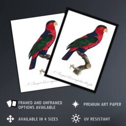 "Artery8 The Black Capped Lory Parrot Levaillant Framed Wall Art Print in White - Size: W12"" x H16""" - thumbnail 2