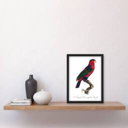 "Artery8 The Black Capped Lory Parrot Levaillant Framed Wall Art Print in White - Size: W12"" x H16""" - thumbnail 4