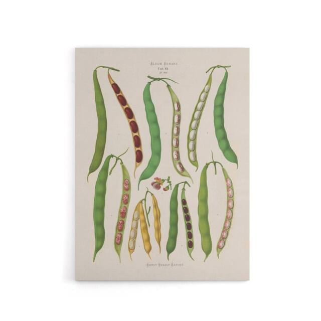 "Artery8 Kidney or Snap Beans Kitchen Ernst Benary Canvas Wall Art Print in White - Size: W12"" x H16""" - image 1