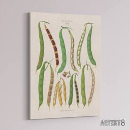 "Artery8 Kidney or Snap Beans Kitchen Ernst Benary Canvas Wall Art Print in White - Size: W12"" x H16""" - thumbnail 2