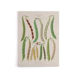 "Artery8 Kidney or Snap Beans Kitchen Ernst Benary Canvas Wall Art Print in White - Size: W12"" x H16""" - thumbnail 1
