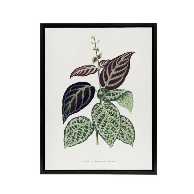 "Artery8 Lydon & Fawcett Bignonia Argyro Violacea Crossvine Framed Canvas Art in White - Size: W12"" x H16""" - image 1