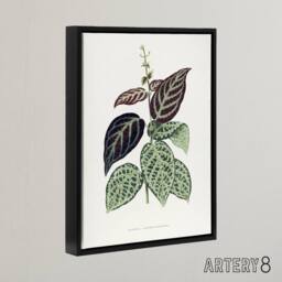 "Artery8 Lydon & Fawcett Bignonia Argyro Violacea Crossvine Framed Canvas Art in White - Size: W12"" x H16""" - thumbnail 2