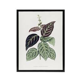 "Artery8 Lydon & Fawcett Bignonia Argyro Violacea Crossvine Framed Canvas Art in White - Size: W12"" x H16""" - thumbnail 1