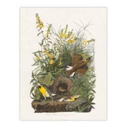 "Artery8 Meadowlark Bird False Foxglove Audubon Wall Art Print Poster in White - Size: W24"" x H32""" - thumbnail 1