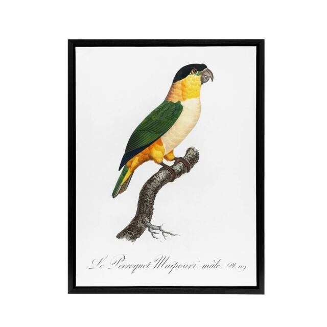 "Artery8 The Black Headed Parrot Francois Levaillant Framed Canvas Wall Art in White - Size: W18"" x H24""" - image 1