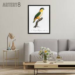 "Artery8 The Black Headed Parrot Francois Levaillant Framed Canvas Wall Art in White - Size: W18"" x H24""" - thumbnail 3