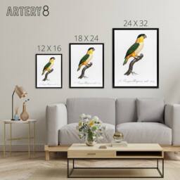 "Artery8 The Black Headed Parrot Francois Levaillant Framed Canvas Wall Art in White - Size: W18"" x H24""" - thumbnail 4