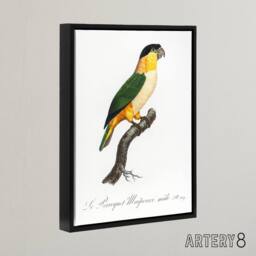 "Artery8 The Black Headed Parrot Francois Levaillant Framed Canvas Wall Art in White - Size: W18"" x H24""" - thumbnail 2