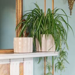 Royal Botanic Gardens Kew Kew Ripple Bone Planter H19cm D22cm - Ceramic - Matt Reactive Glaze - Textured - Premium Quality in Ivory - thumbnail 1