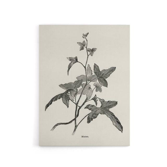 "Artery8 Vintage Botanical Minima Ivy Shirley Hibberd Canvas Wall Art in White - Size: W18"" x H24""" - image 1