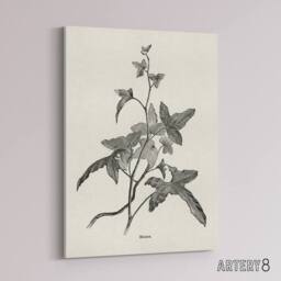 "Artery8 Vintage Botanical Minima Ivy Shirley Hibberd Canvas Wall Art in White - Size: W18"" x H24""" - thumbnail 2