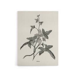 "Artery8 Vintage Botanical Minima Ivy Shirley Hibberd Canvas Wall Art in White - Size: W18"" x H24""" - thumbnail 1