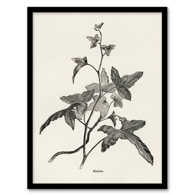 Artery8 Vintage Botanical Minima Ivy Shirley Hibberd Framed Wall Art Print in White - Size: A4 - image 1