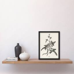 Artery8 Vintage Botanical Minima Ivy Shirley Hibberd Framed Wall Art Print in White - Size: A4 - thumbnail 4