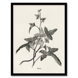 Artery8 Vintage Botanical Minima Ivy Shirley Hibberd Framed Wall Art Print in White - Size: A4 - thumbnail 1