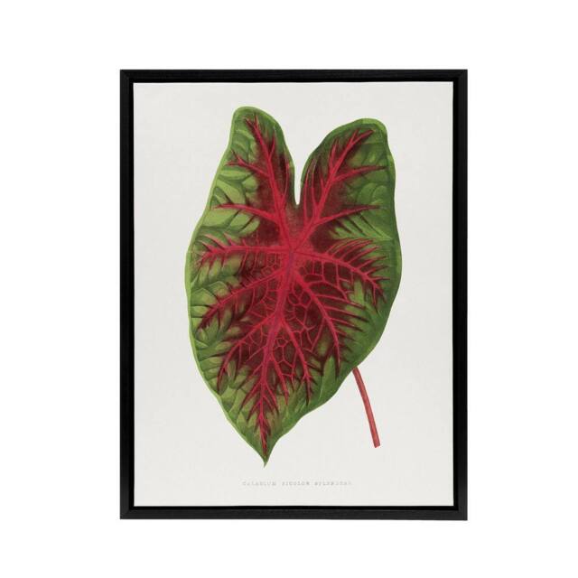 "Artery8 AF Lydon B Fawcett Caladium Bicolor Splendens Leaf Framed Canvas Art in White - Size: W12"" x H16""" - image 1