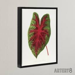 "Artery8 AF Lydon B Fawcett Caladium Bicolor Splendens Leaf Framed Canvas Art in White - Size: W12"" x H16""" - thumbnail 2