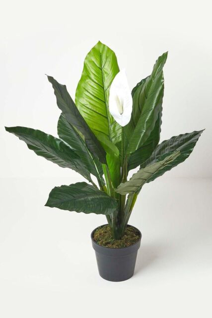 Homescapes White Peace Lily in Pot, 90 cm Tall in Green - image 1