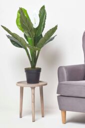 Homescapes White Peace Lily in Pot, 90 cm Tall in Green - thumbnail 2