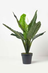Homescapes White Peace Lily in Pot, 90 cm Tall in Green - thumbnail 3