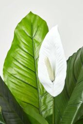 Homescapes White Peace Lily in Pot, 90 cm Tall in Green - thumbnail 6