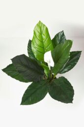 Homescapes White Peace Lily in Pot, 90 cm Tall in Green - thumbnail 4