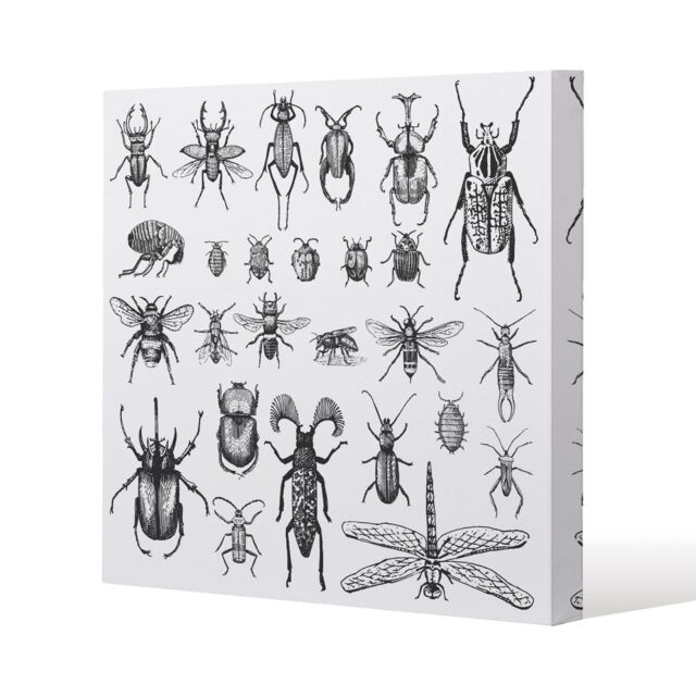 Benjamin Tate Design fleas many species in vintage old hand drawn style (Canvas Print) / 90 x 90 x 4cm in Natural - Size: 90 x 90 x 4 cm - image 1