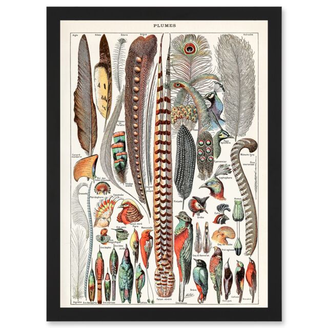 Artery8 Millot Encyclopedia vintage Birds Feathers Plumage Nature Artwork Framed Wall Art Print A4 in Black - image 1