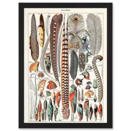 Artery8 Millot Encyclopedia vintage Birds Feathers Plumage Nature Artwork Framed Wall Art Print A4 in Black - thumbnail 1